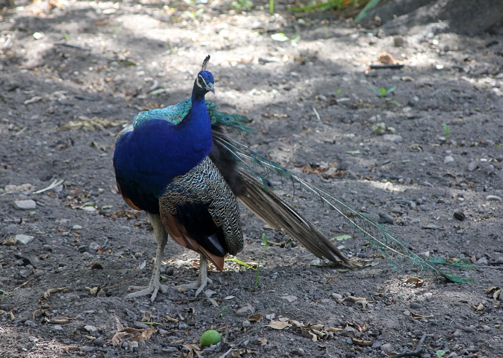Peacock, Poets' Garden