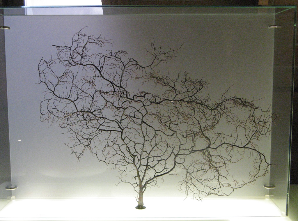 Tree with Branches