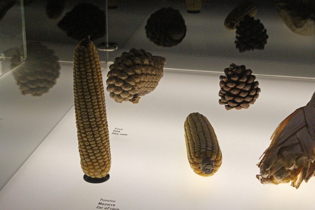 Pinecones and Corn Cobs