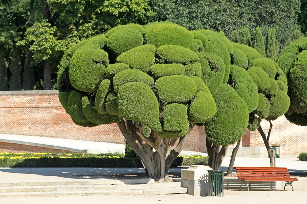 Weird Tree Things, Paseo Parterre
