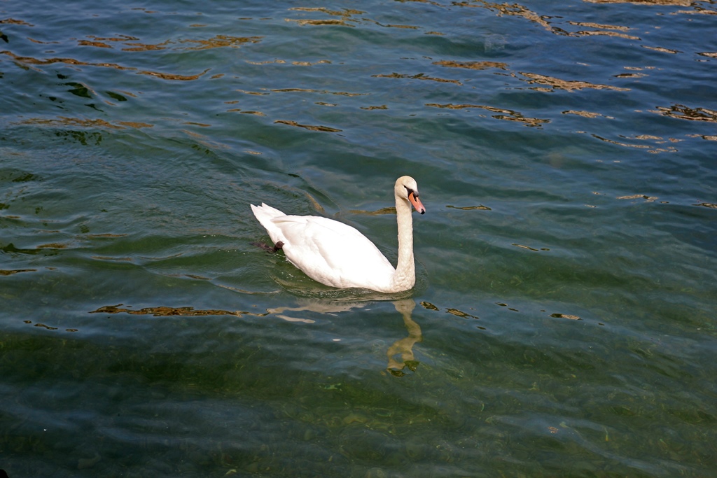 A Swan