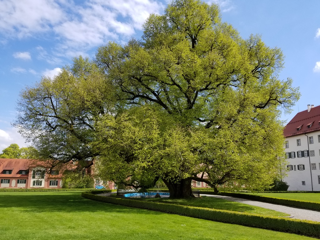 Gigantic Linden Tree