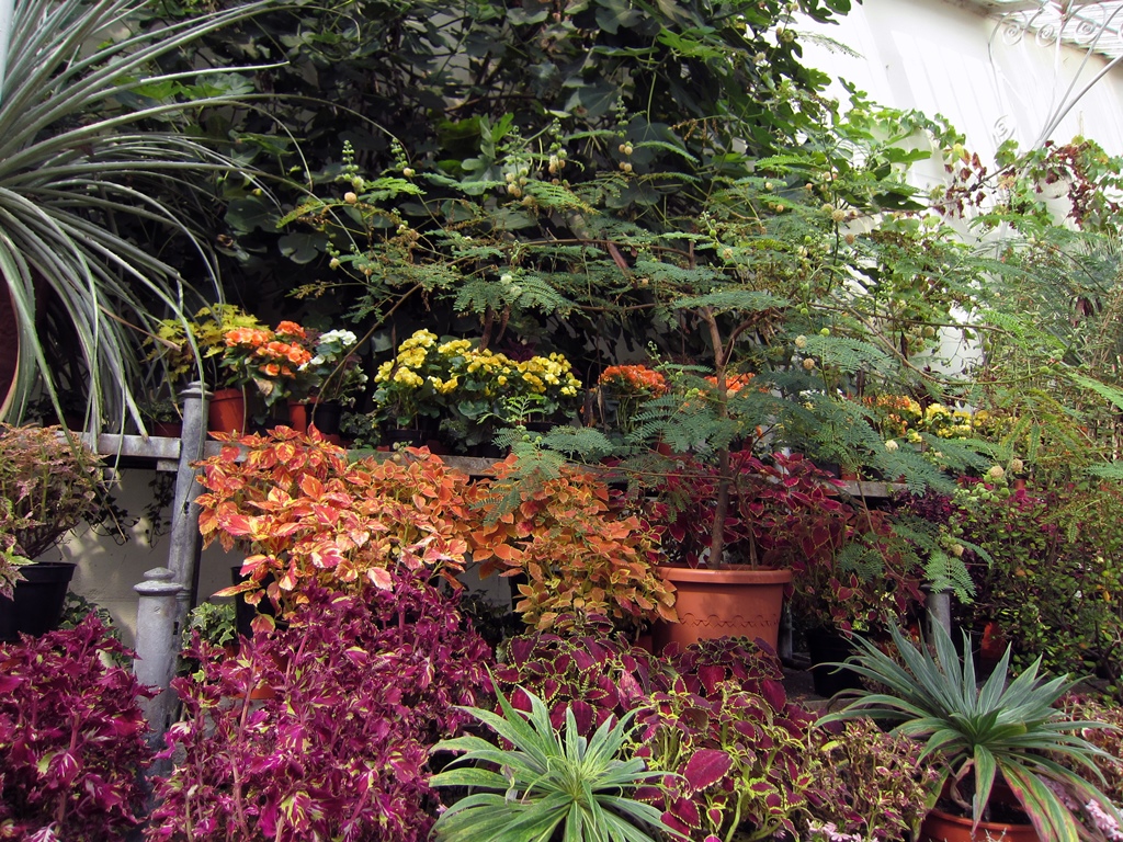 Plants in Palm House