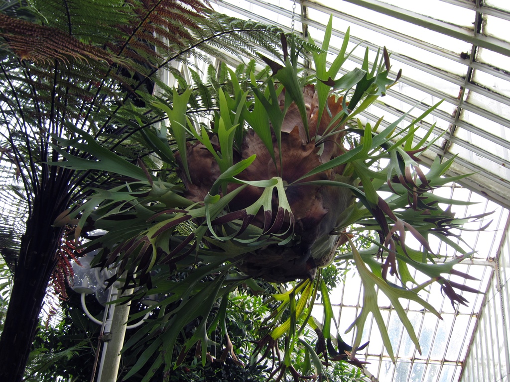 Staghorn Fern