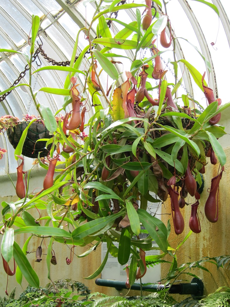 Pitcher Plant