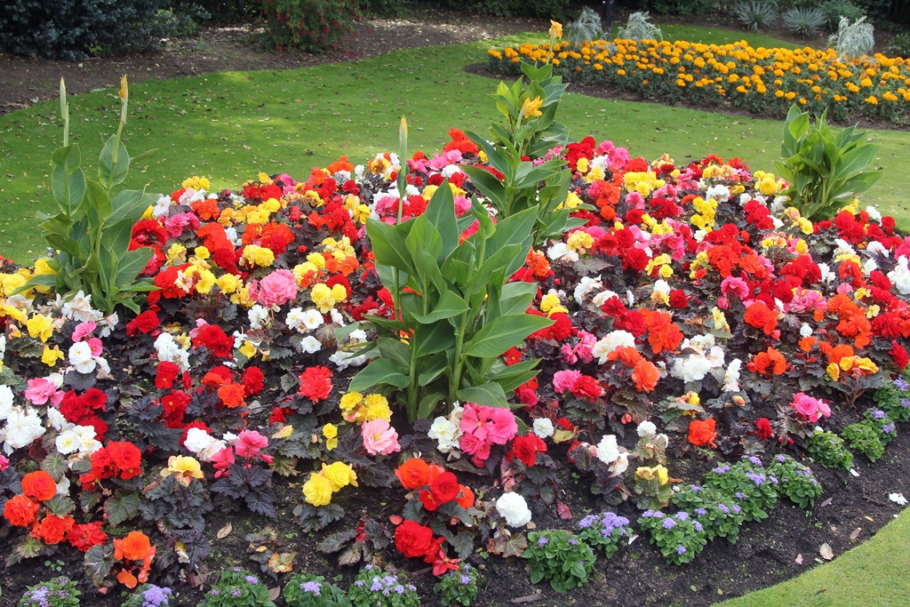 Flowers Near Palm House