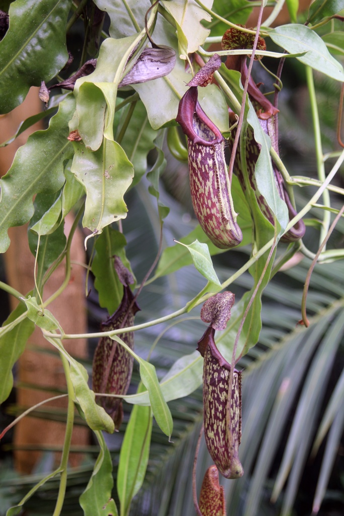 Pitcher Plant