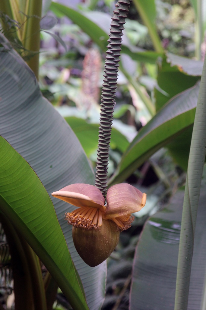 Hanging Plant