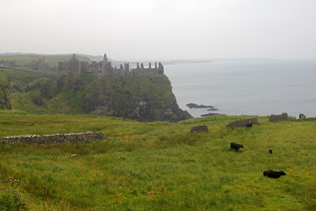 Dunluce Castle and Cows