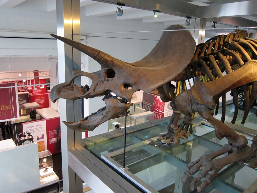 Triceratops