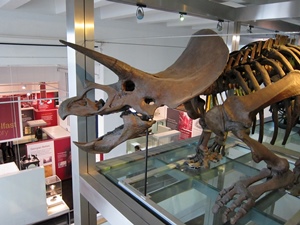 Triceratops