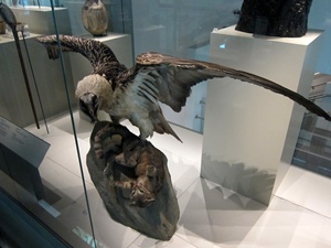 Lammergeier