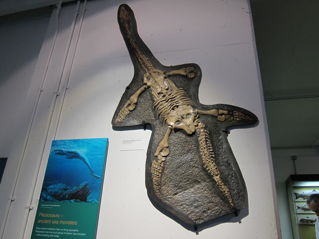 Plesiosaur