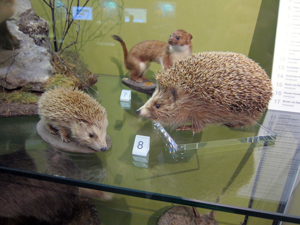 Hedgehogs