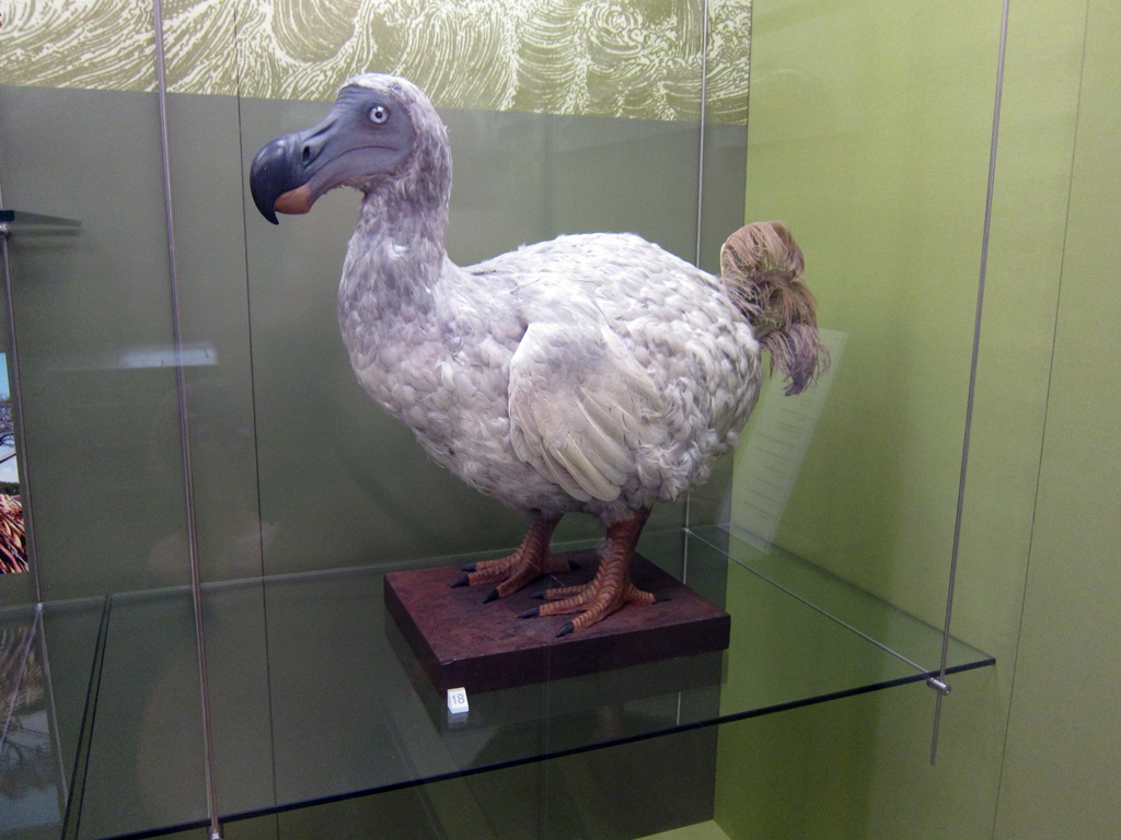 Dodo Bird