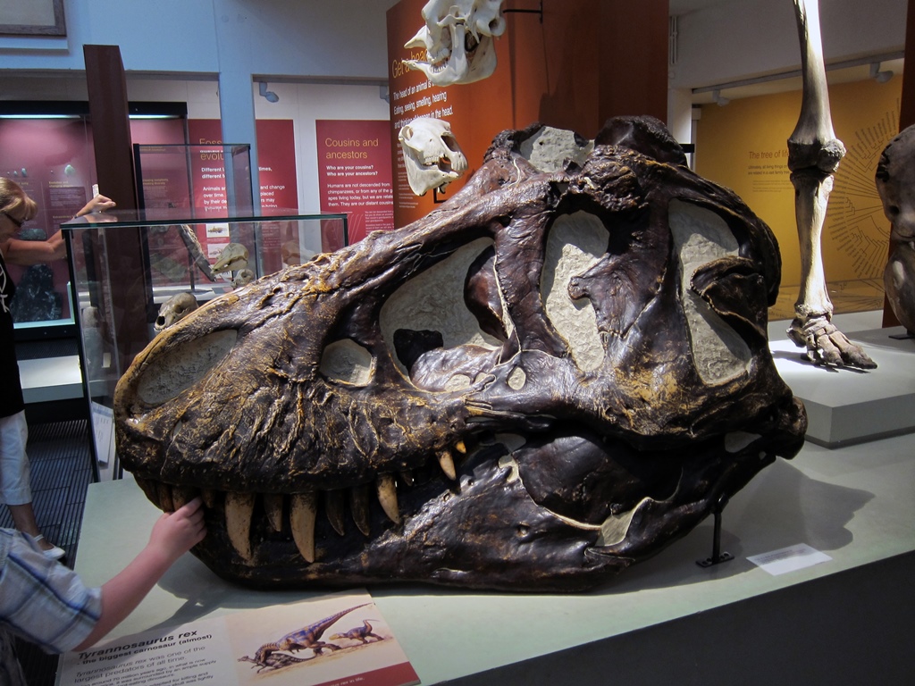 Tyrannosaurus Rex Skull