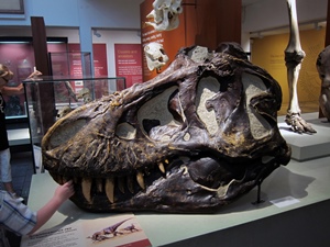 Tyrannosaurus Rex Skull