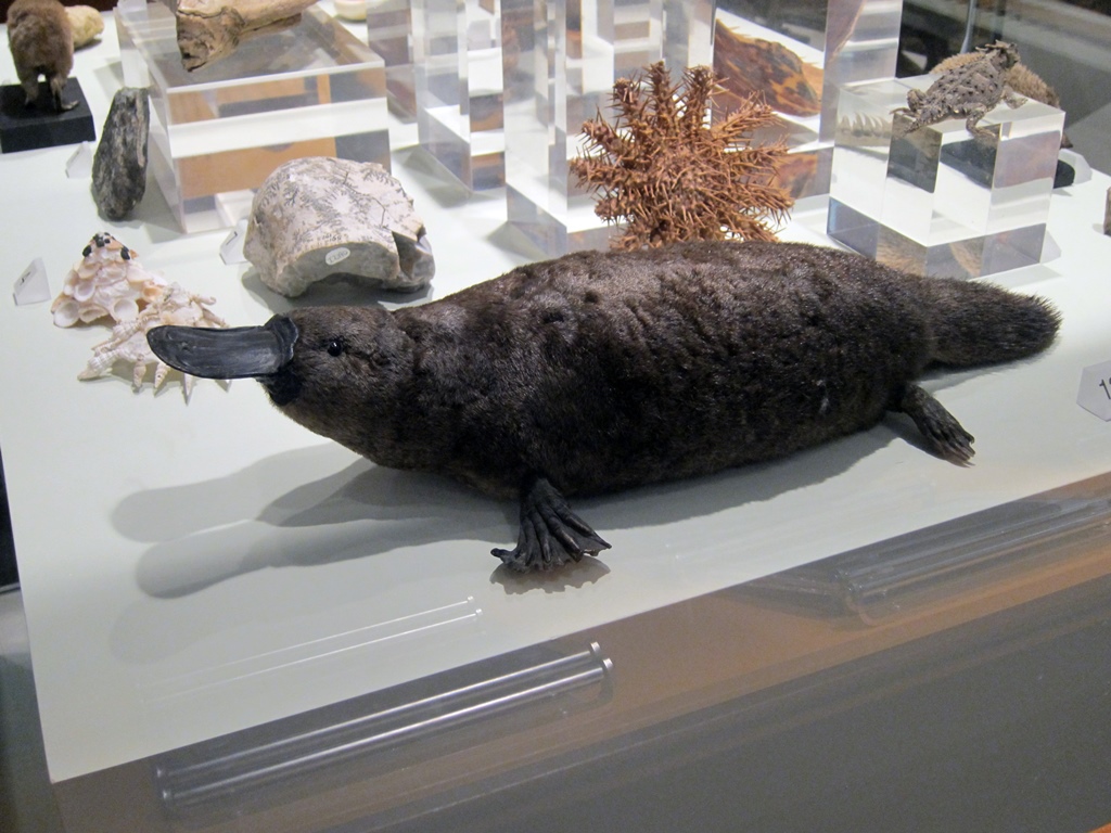 Duck-Billed Platypus