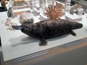 Duck-Billed Platypus