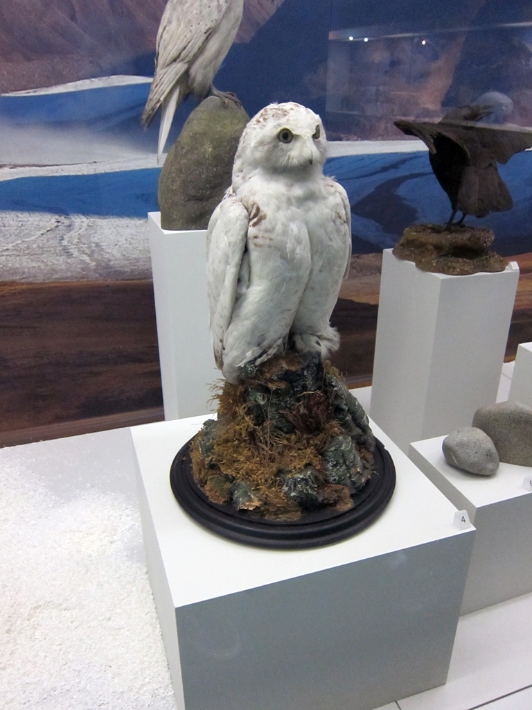 Snowy Owl