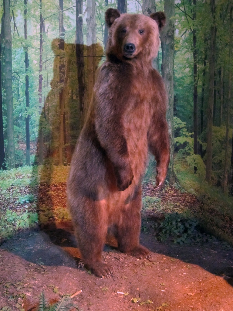 A Bear