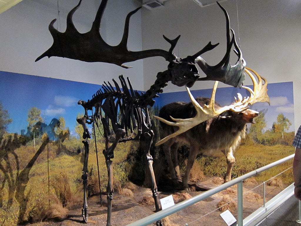 Irish Elk