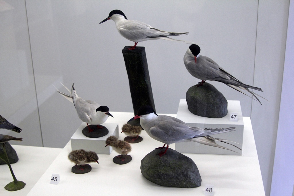 One Good Tern Deserves Another