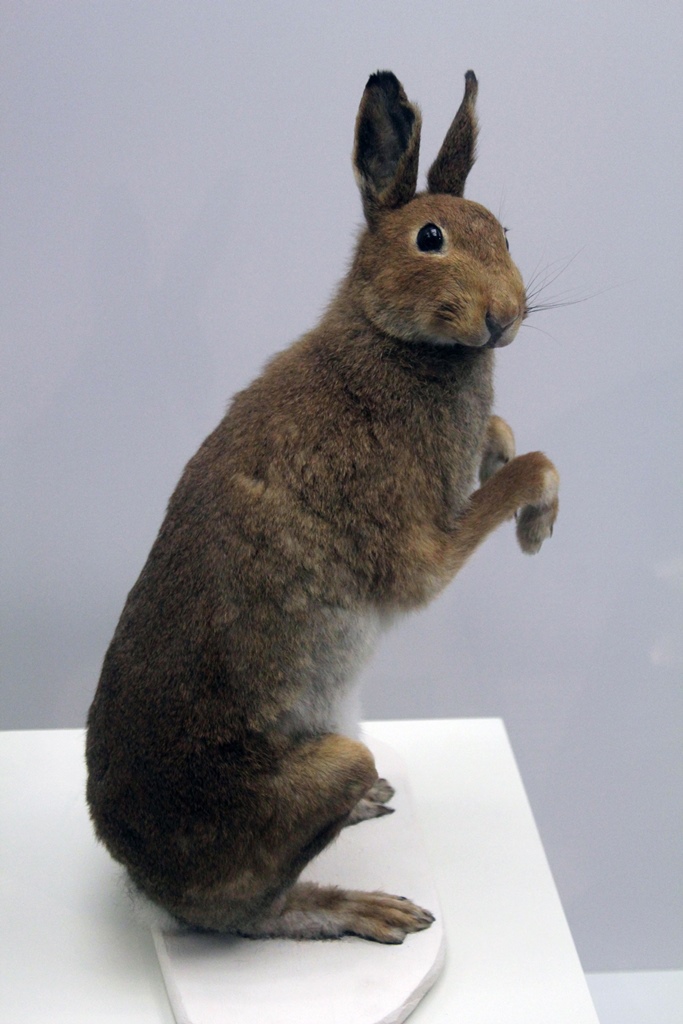 Snowshoe Hare