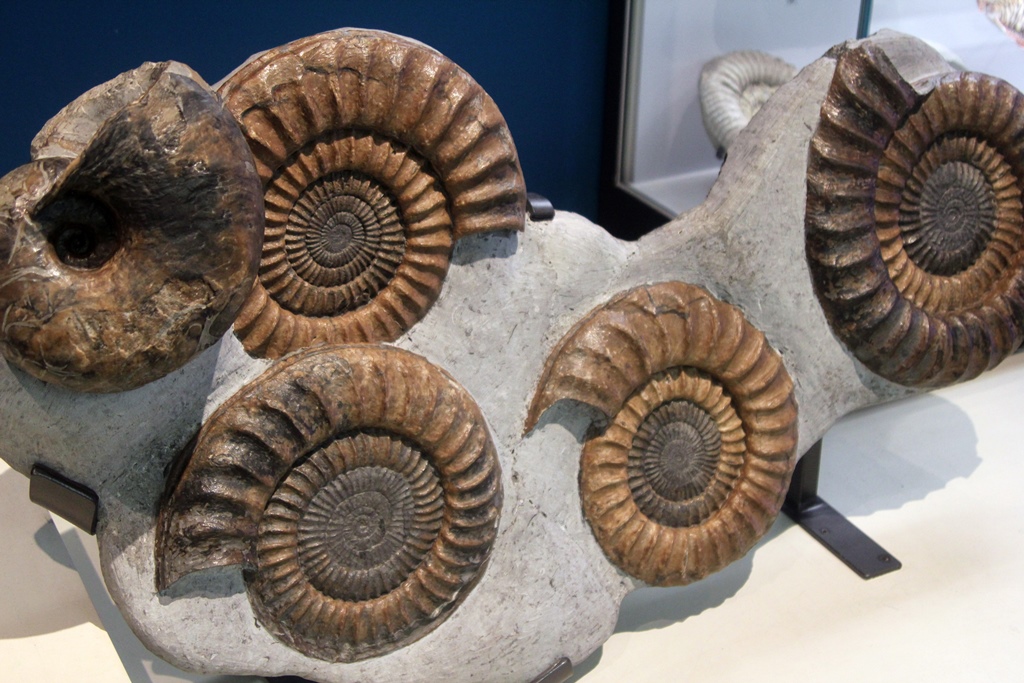 Ammonites