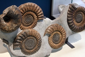 Ammonites