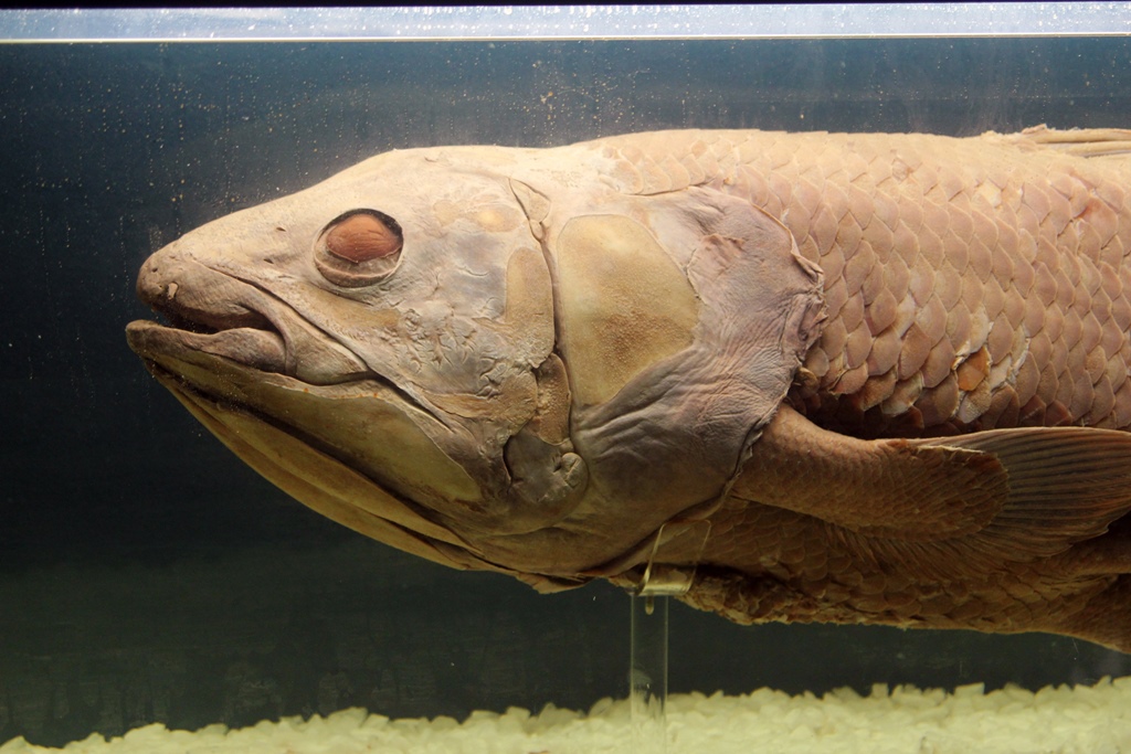 Coelacanth