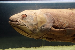 Coelacanth