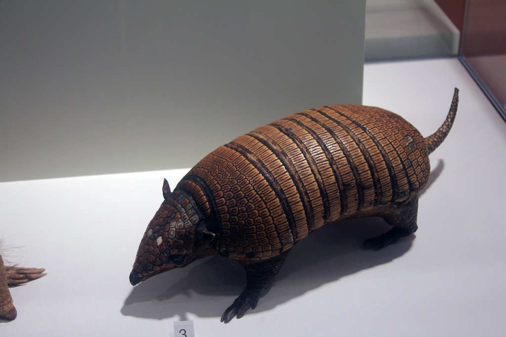 Armadillo