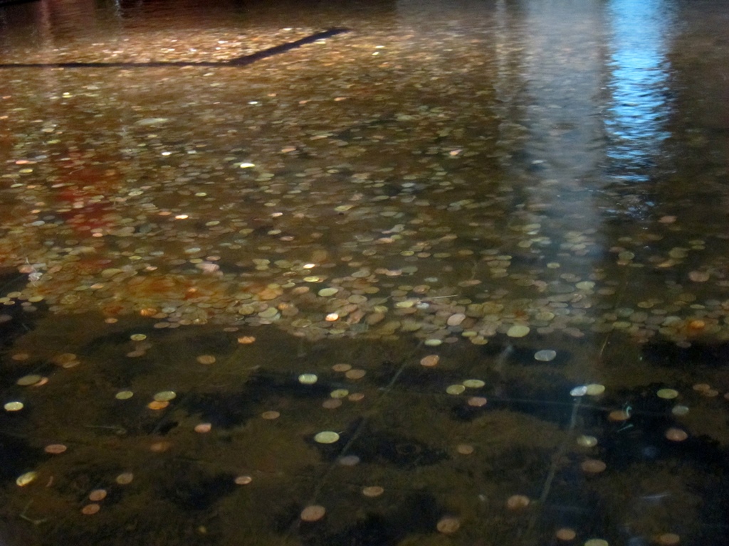 Coins in Water Display