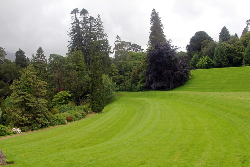 Trees and Gigantic Lawn