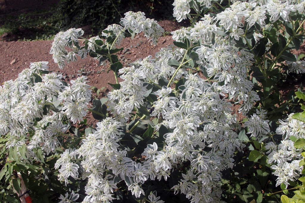 White Flowers