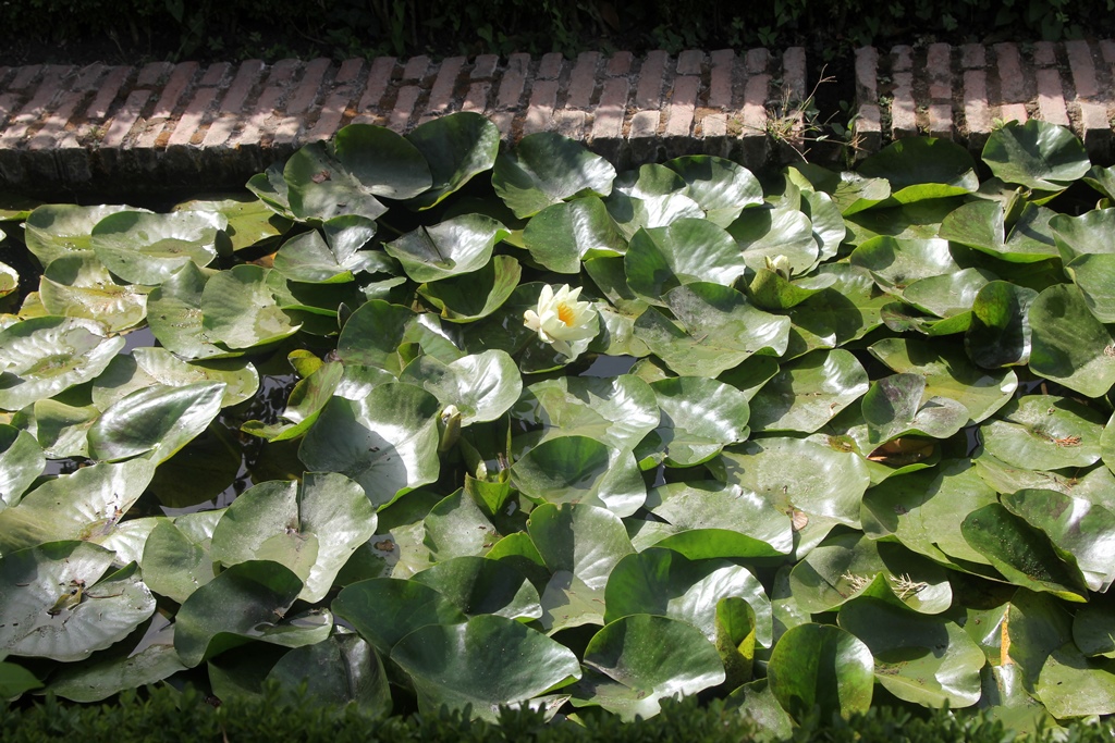 Lilypads, Lower Gardens