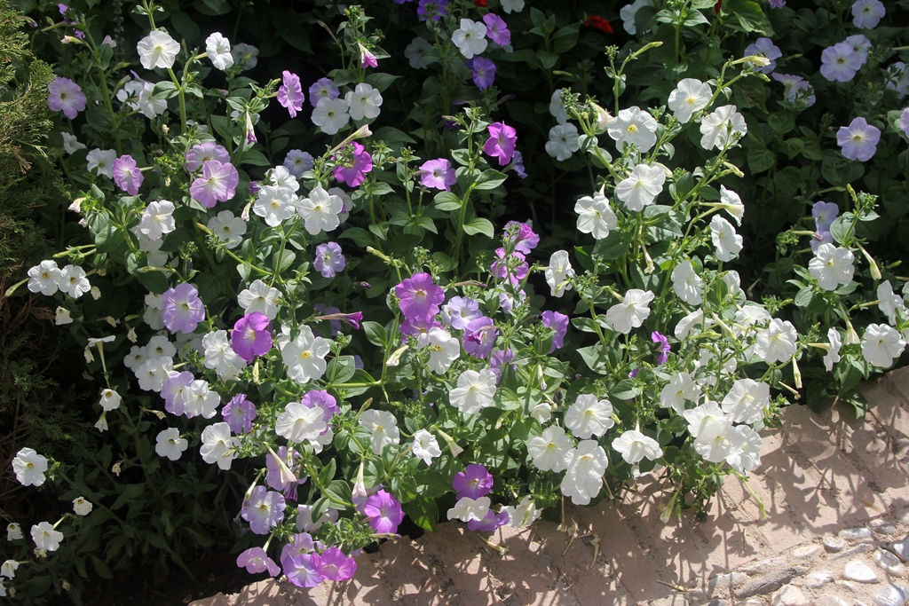 Purple and White Flowers