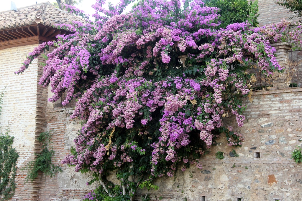 Flowering Tree, Water Garden Courtyard