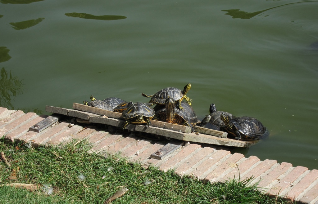 Turtles