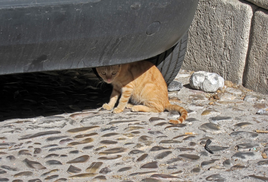 Cat Under Car