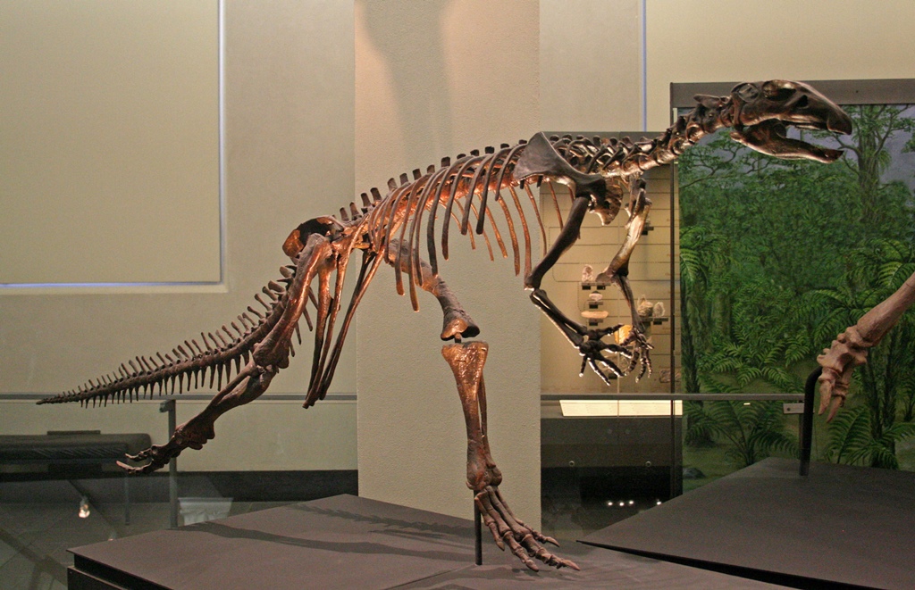 Dinosaur Skeleton