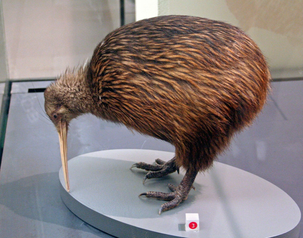 Kiwi