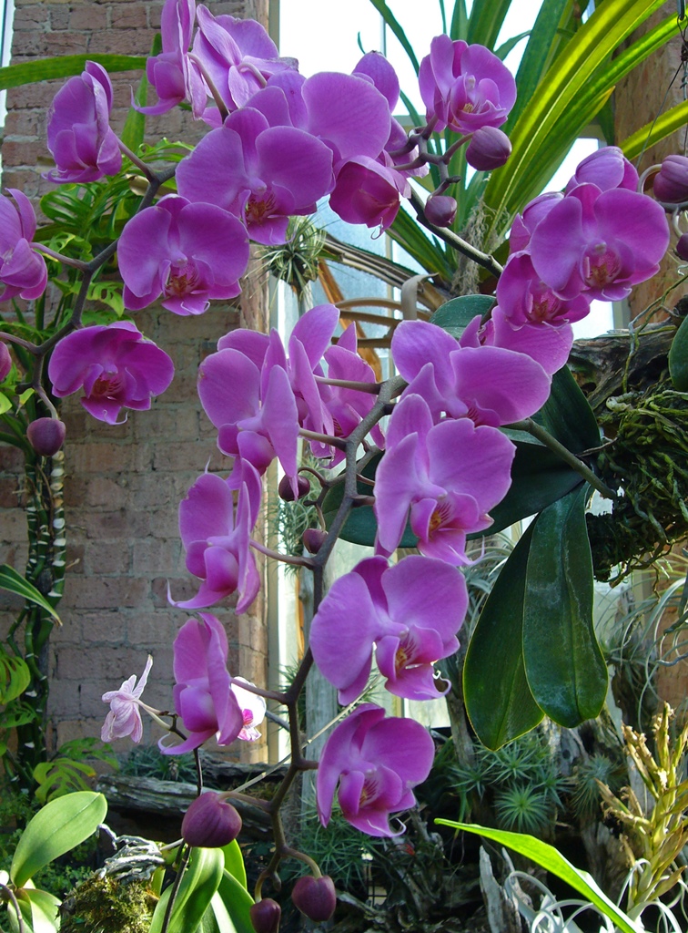 Purple Orchid