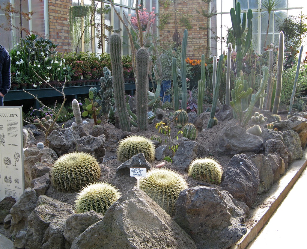 Cactus Garden