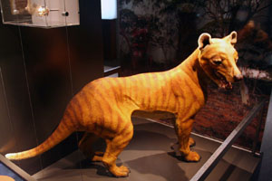 Tasmanian Tiger (extinct)