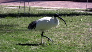 Ibis