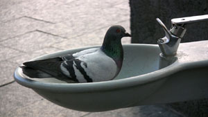 Pigeon in Drinking Fountain