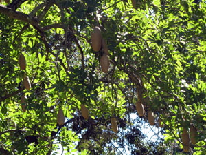 Tree with Pods, Botanic Garden