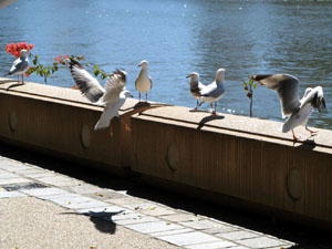 Seagulls